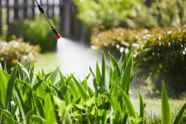 24/7 Emergency Termite Control experts in Hutto, TX